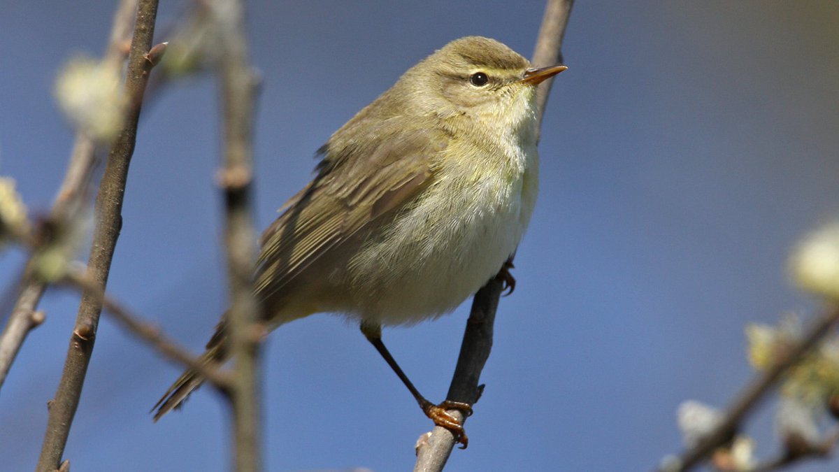 BirdLifeLU's tweet photo. #VogelderWoche: Mit einem deutlichen, oft wiederholten «zilp zalp» stellt sich der unscheinbare #Laubsänger gleich selber vor. Der #Zilpzalp ist einer der ersten #Zugvögel, der aus dem #Winterquartier zurückkehrt, sein Gesang ist ab Mitte März bei uns zu hören. © Stefan Wassmer https://t.co/3wGzsSROo7