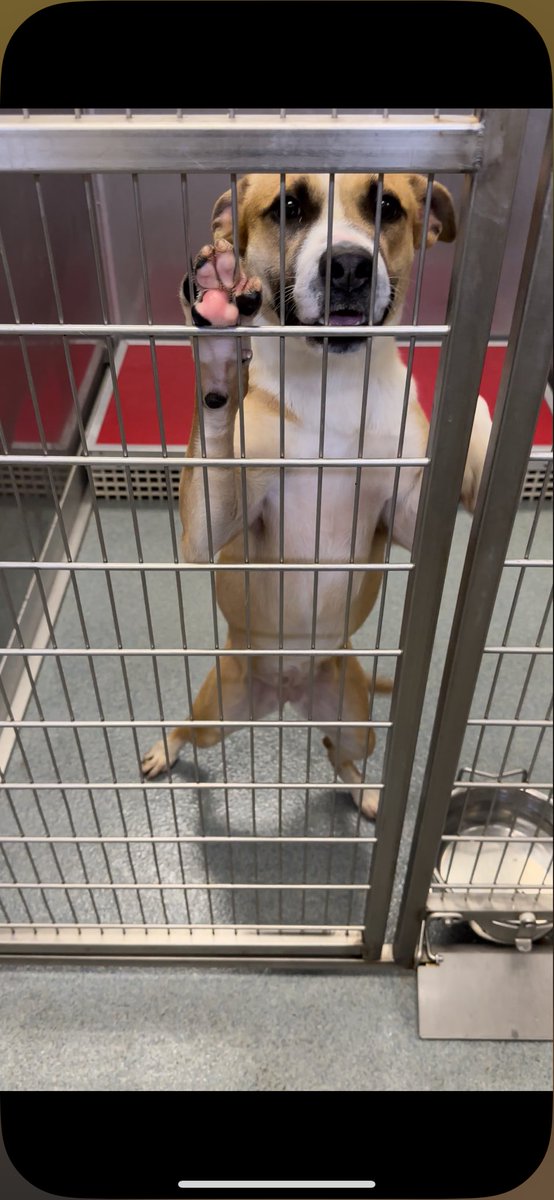 there once was a broken-hearted dog mom who met a shy, lonely forgotten girl…