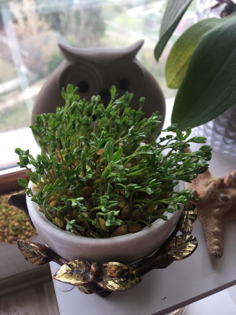 taherehmirzayi's tweet photo. #haftsin
#bahar
#nevruz
#newrooz
#sabze https://t.co/owi12kiW4D