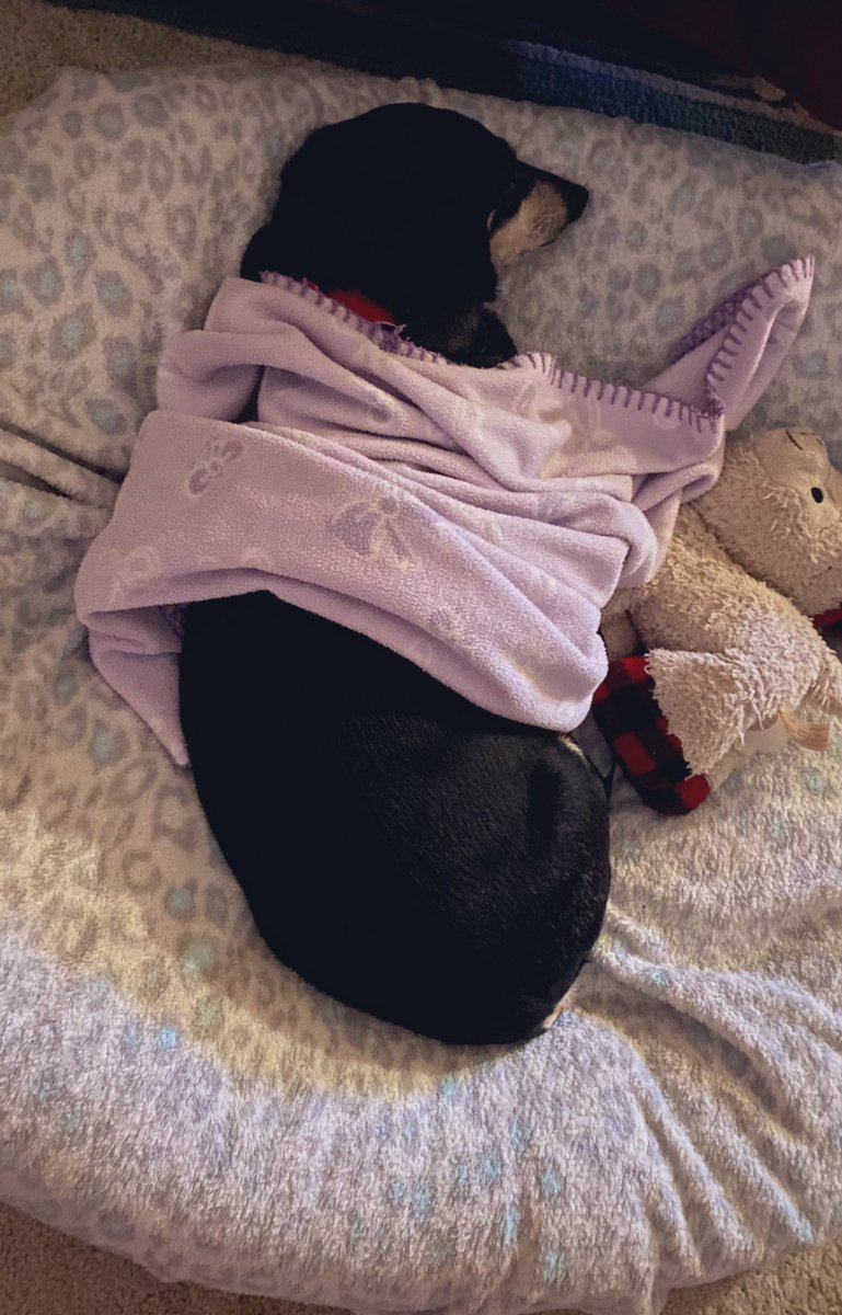 real_gurudude's tweet photo. Took this ๐ธ last nightโฆ Muffin covered herself up ๐ #fullycovered ๐ https://t.co/R3Lg16YNN8