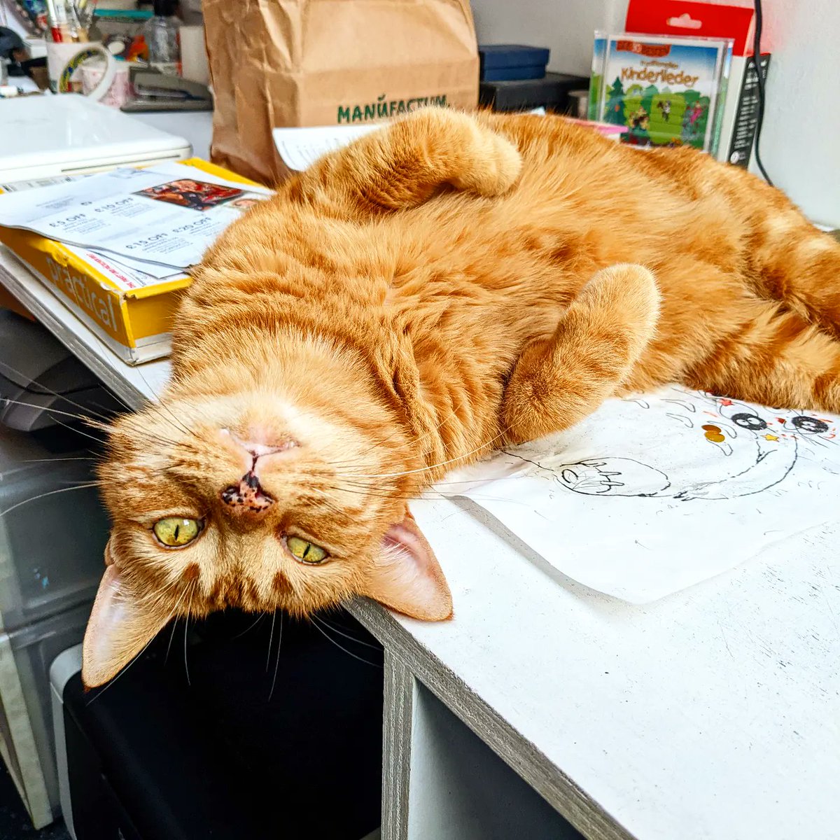 Instagram saw it first #CatsOfTwitter