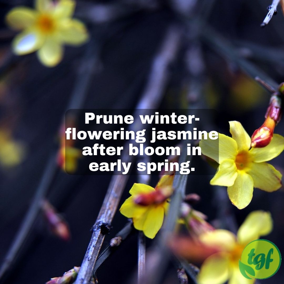 #RT @gardenerfriends: Prune winter-flowering jasmine after bloom in early spring.

#pruning #gardening #thegardenersfriends #prune #pruneafterbloom #whentoprune #pruningseason #winterpruning #treepruning #earlyspring #winterjasmine #winterfloweringjasmin…