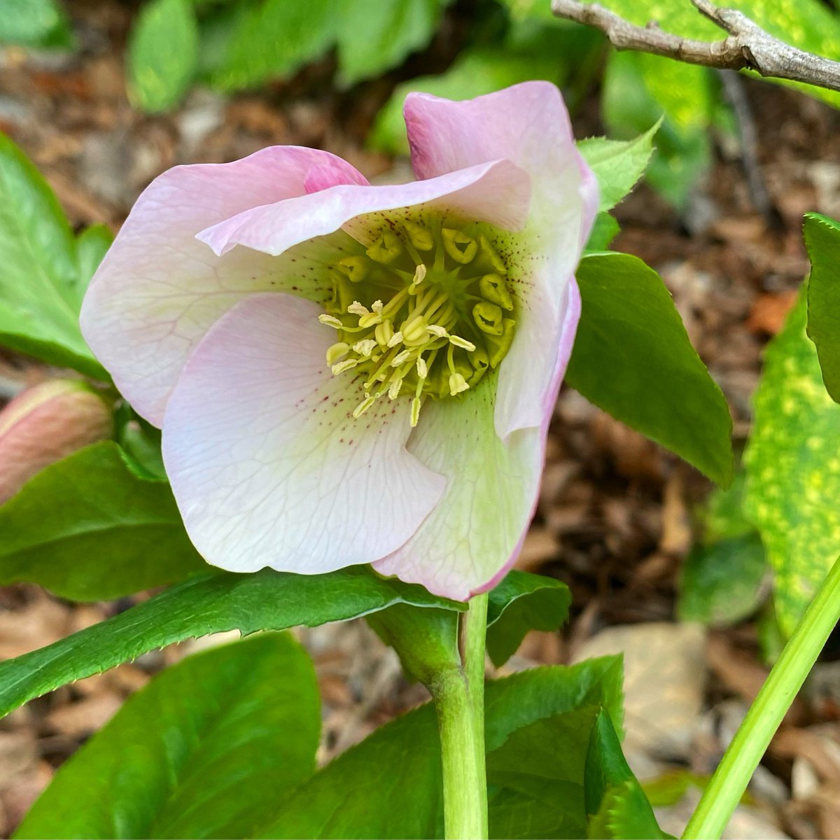 PiedmontPhysic's tweet photo. Join us Saturday, April 22 in the garden for the Environmental Art and Music Festival @UnionEAMF #GardeningTwitter #GardenersWorld #UpstateSC #nature #environment #GetDownToEarth #naturelovers https://t.co/XeuLh2hZI8