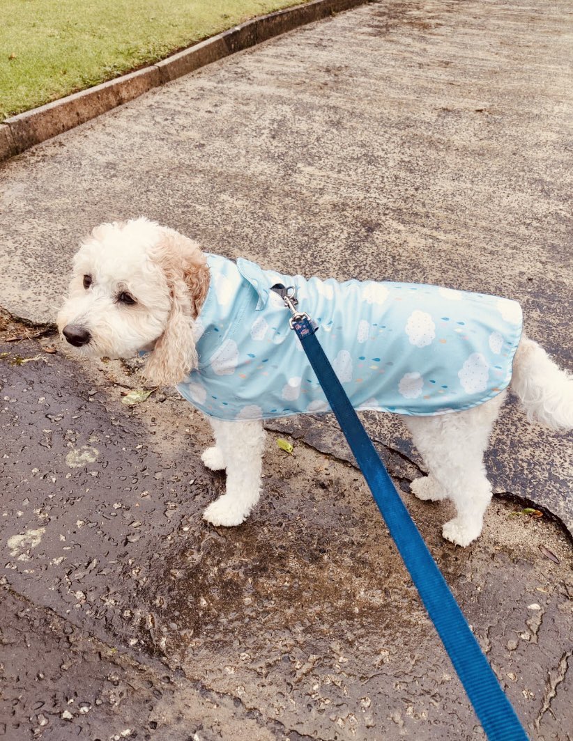 Tricked again, wasn’t raining when I left the house but the pesky raincoat should have given it away. Take care pals, this behaviour leads to baffs.#dogsoftwitter #WeatherForecast