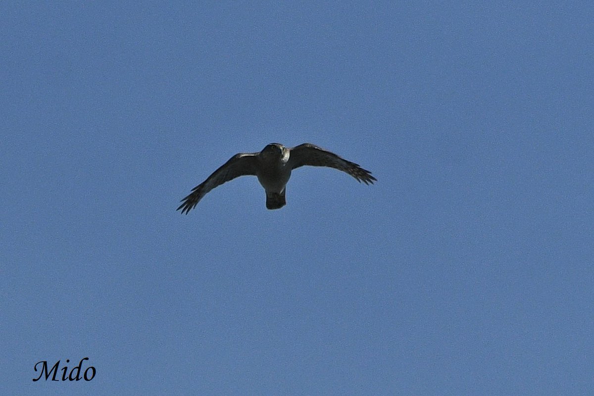 Eurasian Sparrowhawk - my 1st one 👀 #AccipiterNisus #birds #birdphotography #birdtonic #birdtwitter #wildlife #wildlifephotography #Tokyo #Japan