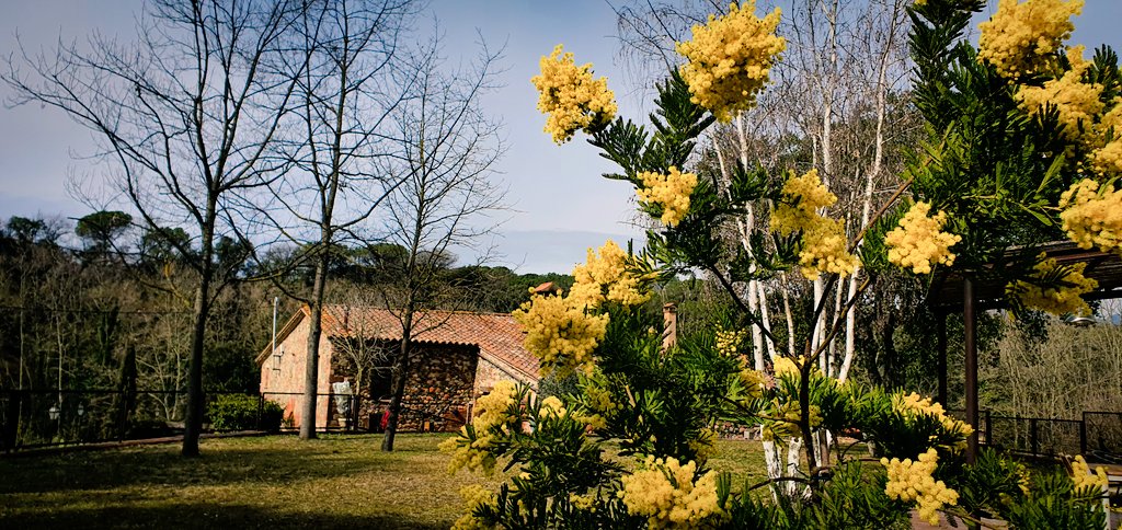 canbachs's tweet photo. La primavera ja pica la porta de @canbachs i l'empeny amb força. ☀
D'aquí a poc els verds colonitzaran tots els tons marrons i foscos de l'hivern.

Veniu a gaudir-ne. S'ho val!

#CanBachs #hotelrural #masia #turismerural #Montseny #giterural #vacances #catalunya #Catalonia https://t.co/Ul8Tj0RDV3