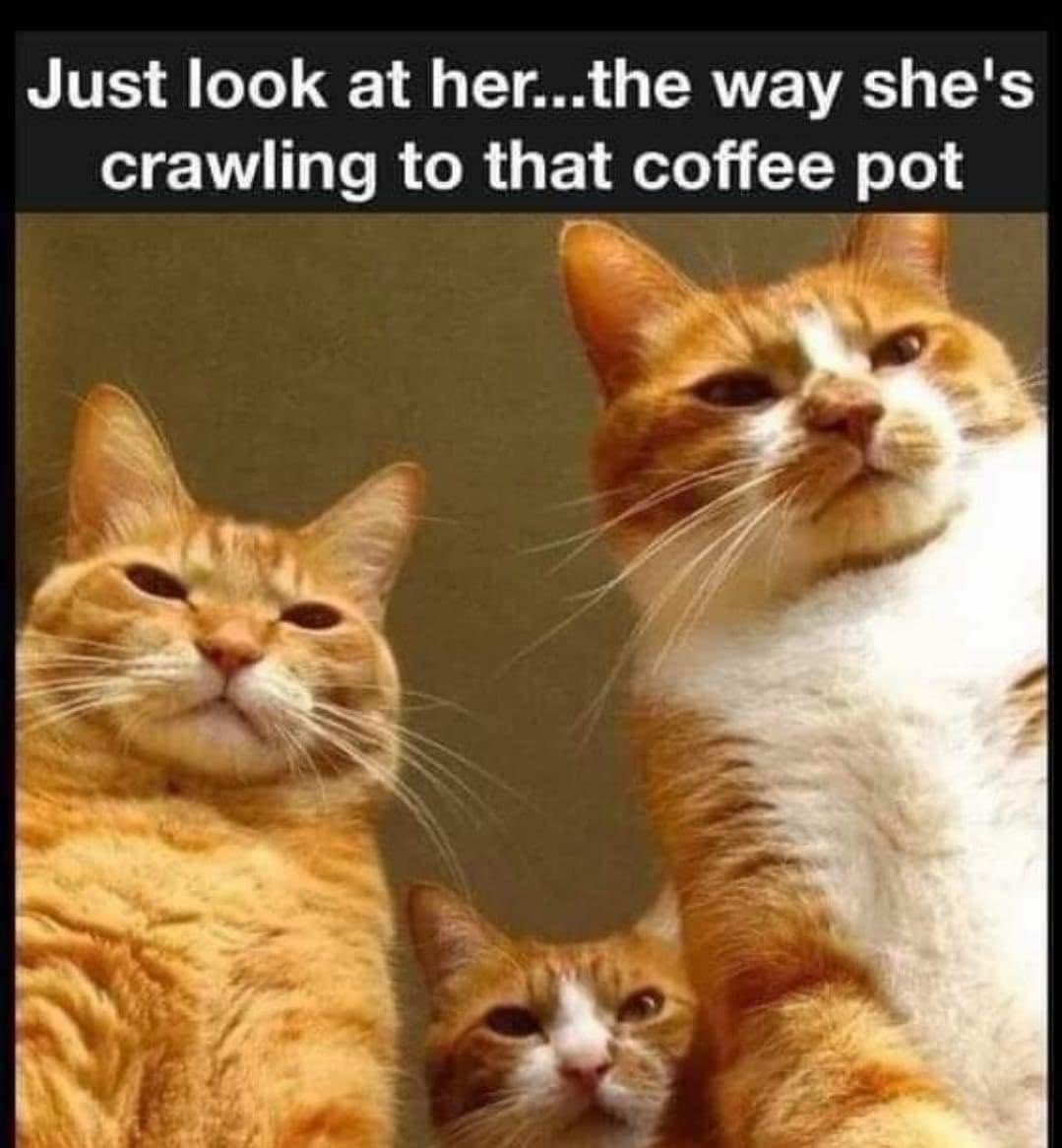 TheMicheleWojo's tweet photo. Happy #Caturday @LouDPhillips @michelechollow @thechrisbarron https://t.co/IPmrtVqWxB