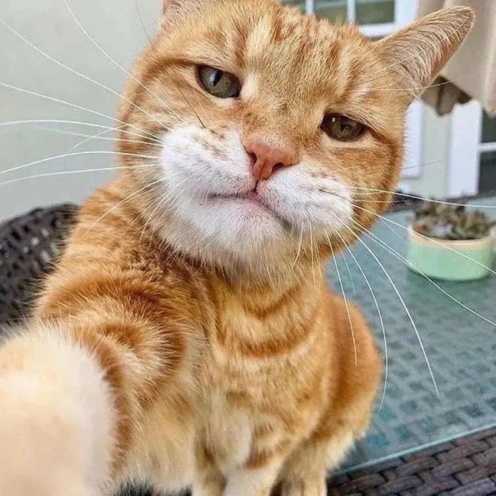 No Cats No Life tweet media