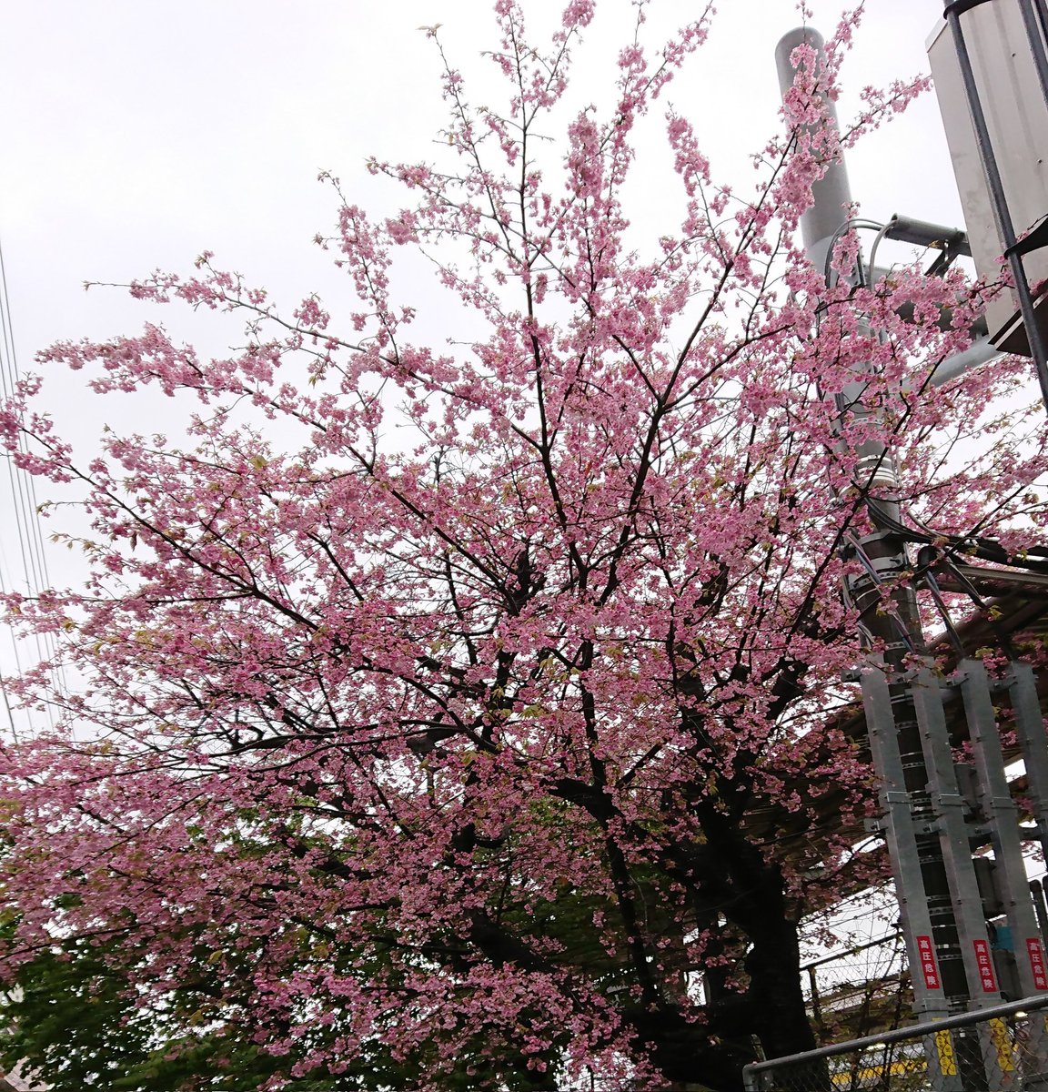 kageichi222's tweet photo. 今日はヘアカットしてスッキリしてきました。
花粉症がひどいので、この時期のヘアカットは必須です！髪の毛が短いと、くしゃみの回数が減る気がします😊 https://t.co/KNrjv3pxm0