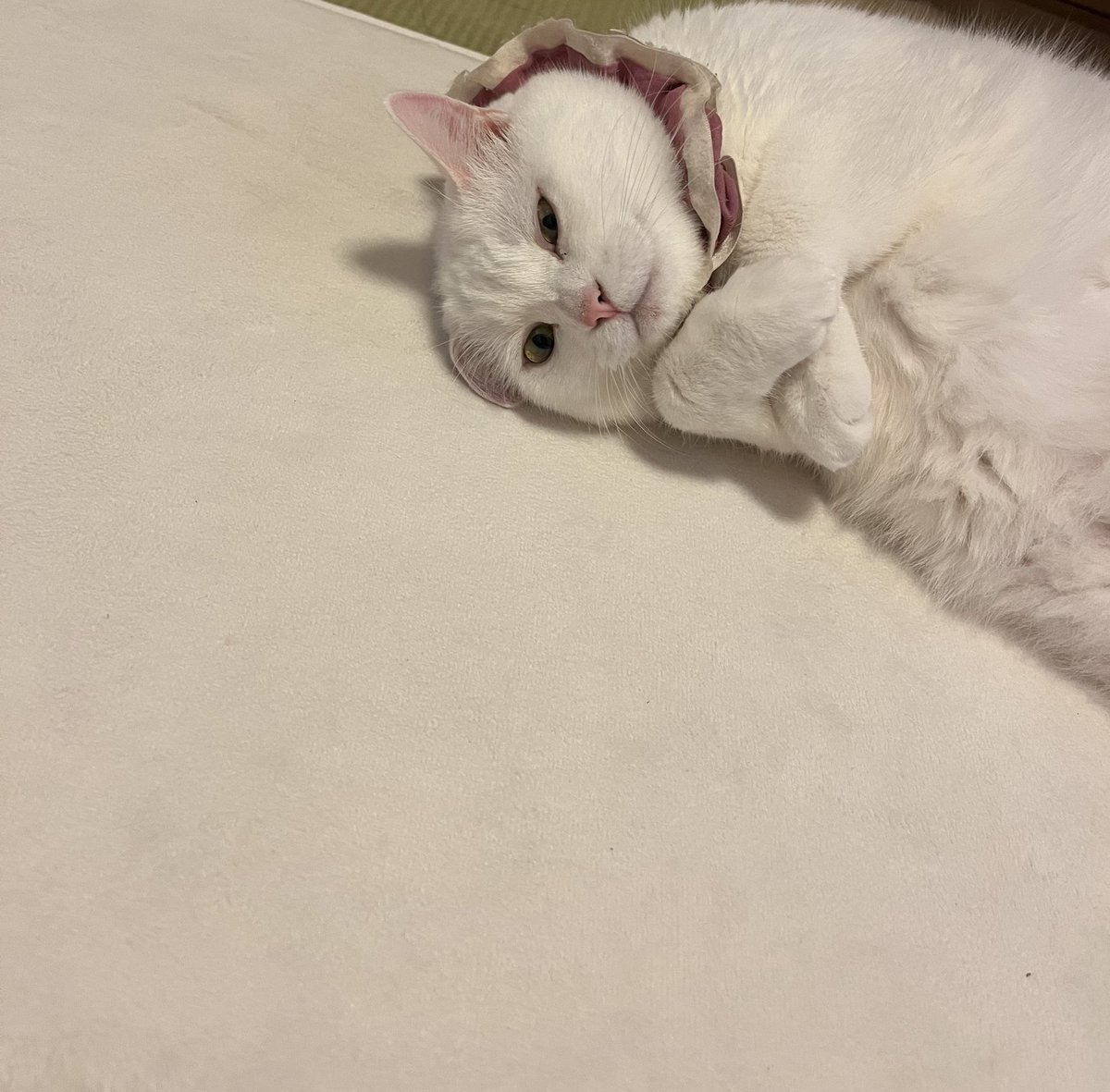 ralamaruchan's tweet photo. セクシー部門なら 
ららに　まかせてね

#手ブラセクシーねこちゃん写真集
#日本美魔女猫協会
#猫の居る暮らし
#しろねこ https://t.co/vFiRRpS63h