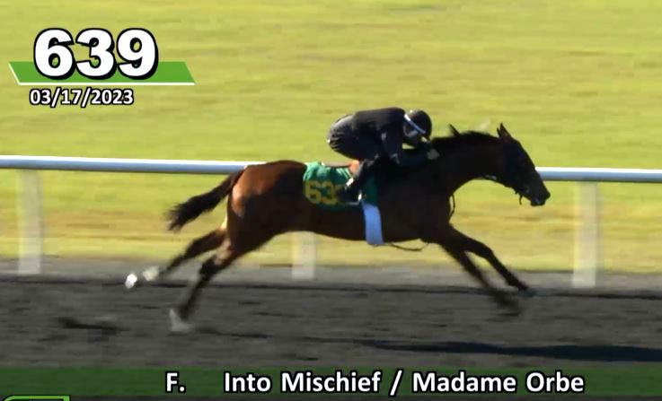 Great job to <a href="/OBSSales/">OBSSales</a> HIP #639!
2F Into Mischief-Madame Orbe (Orb)
The Orb grandfilly tied for best speed under tack at 1 furlong for all Into Mischiefs in the auction at 10.0!
Hope you find a great home, Orbie!
<a href="/WavertreeInc/">Wavertree Stables</a>