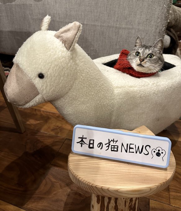 帽子をかぶった猫様専用 直販一掃 帽子をかぶった猫様専用 その他