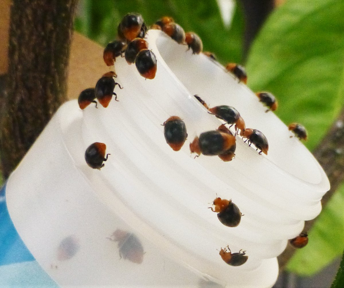 Citrus Mania 🍊🍋 🪴💛 tweet media