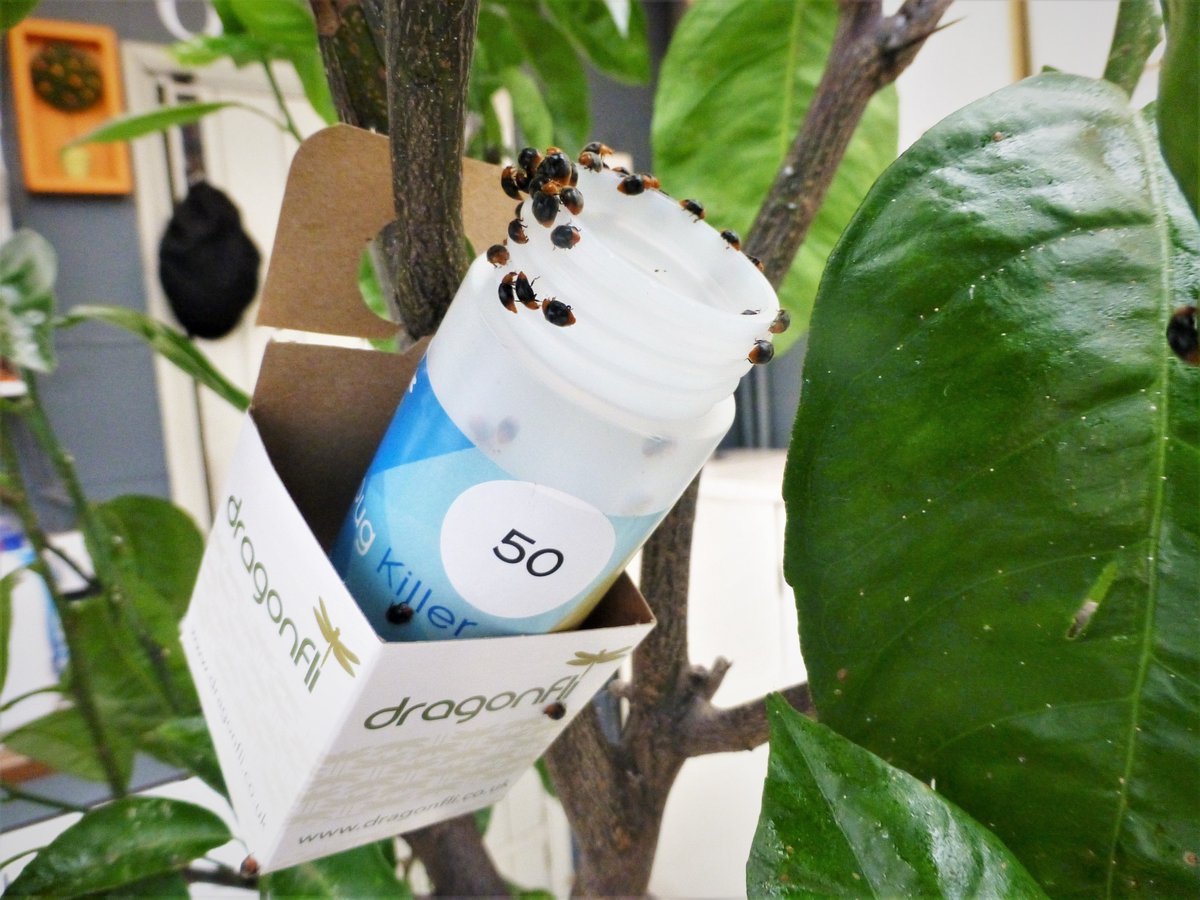 Citrus Mania 🍊🍋 🪴💛 tweet media