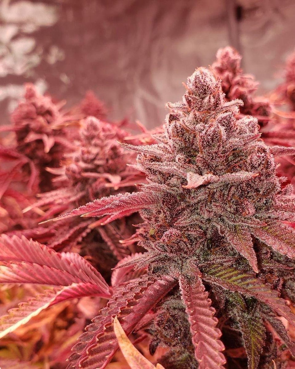 Peanut Marmalade 🍁🌱

#Weedmob #cannabisculture #WeedLovers #Mmemberville #cannabisusa #Weed  #growyourown #420community #CannabisCommunity #cannabisindustry #Growmies #cannabisculture