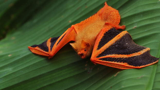 EveryBat's tweet photo. First up is the painted bat or butterfly bat. It's native to South and Southeast Asia. They sometimes roost under the nests of birds and their distinctive fur colour mimics dried leaves and flowers, hiding them from predators.

(Photos Bob Cornes, Dilan Mandanna) https://t.co/e4IrRy4MEF