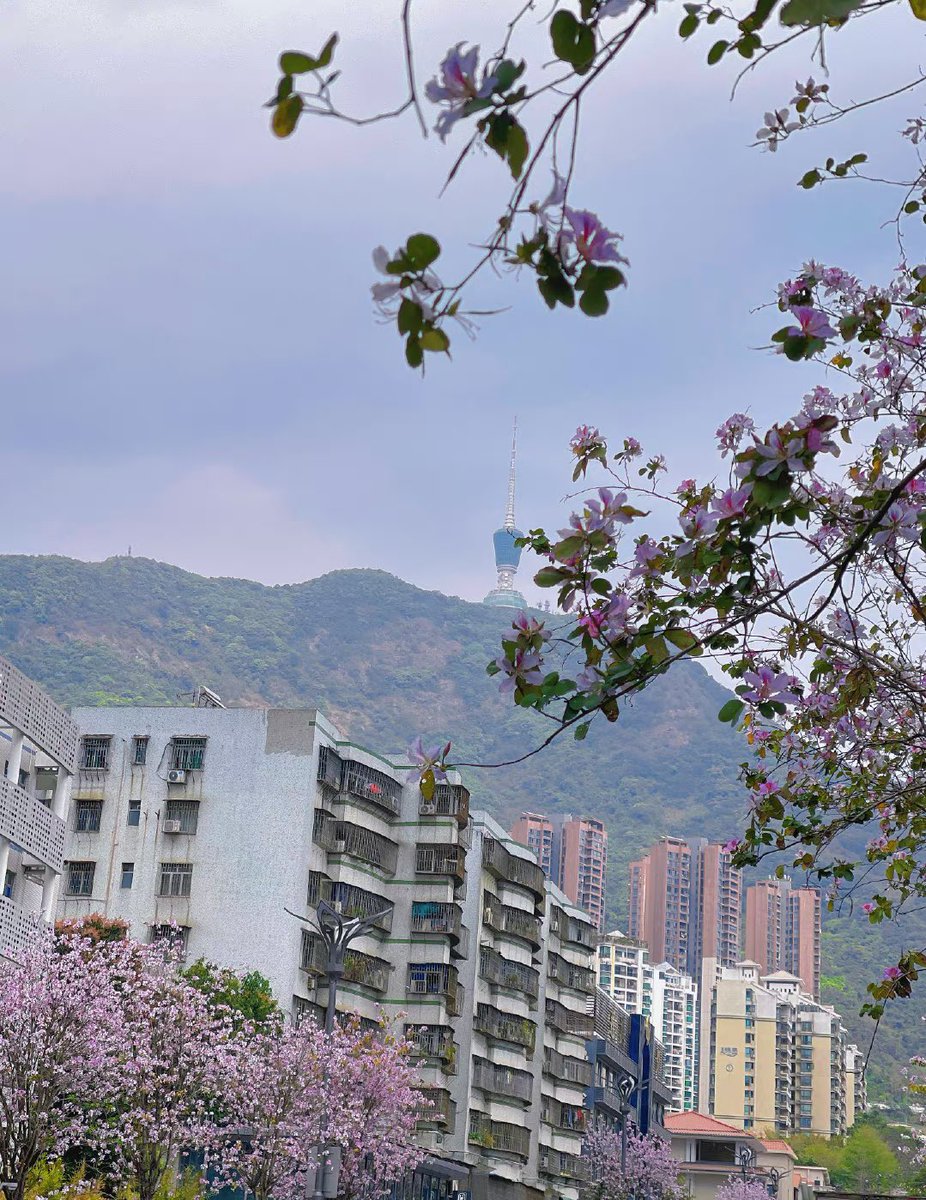 yuyan0908's tweet photo. Spring comes, let the heart quiet, because of this quiet, everything in the world has become soft, in fact, think about it, the world is not so complicated, the heart is beautiful, the heart is infinite spring. https://t.co/LrVkSlgAgK