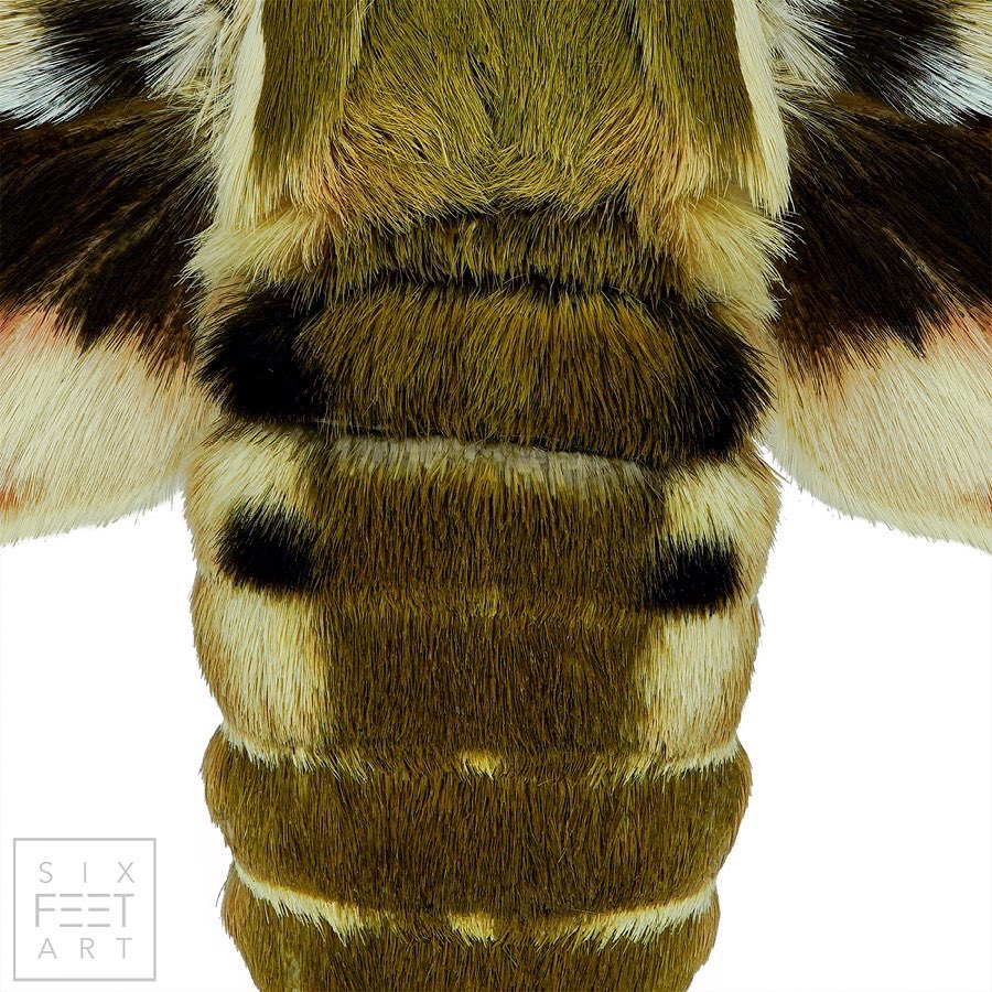 sagaOptics's tweet photo. Spurge hawk-moth, Hyles euphorbiae.
📷DATA: 56 shots, @ f2.8 with ISO100
🔎LENS: Sony 90mm Macro SEL90M28G
🚉MACRORAIL: Novoflex Castel Micro
#wings #hawkmoth #schwärmer #hawk #insekten #focusstacking #fokusstacking #insects #insect https://t.co/B6r4LquEKj