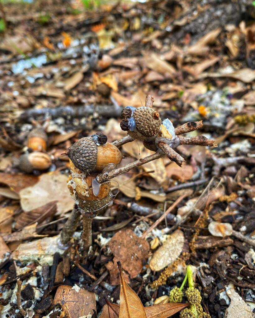 Look closely! Acorn fairies have arrived in Davey Dogwood Park! 

#fairygarden #palestinetx #dogwood #dogwoodtrail #getoutside #naturephotography #nature instagr.am/p/Cp7jCYfOIyk/