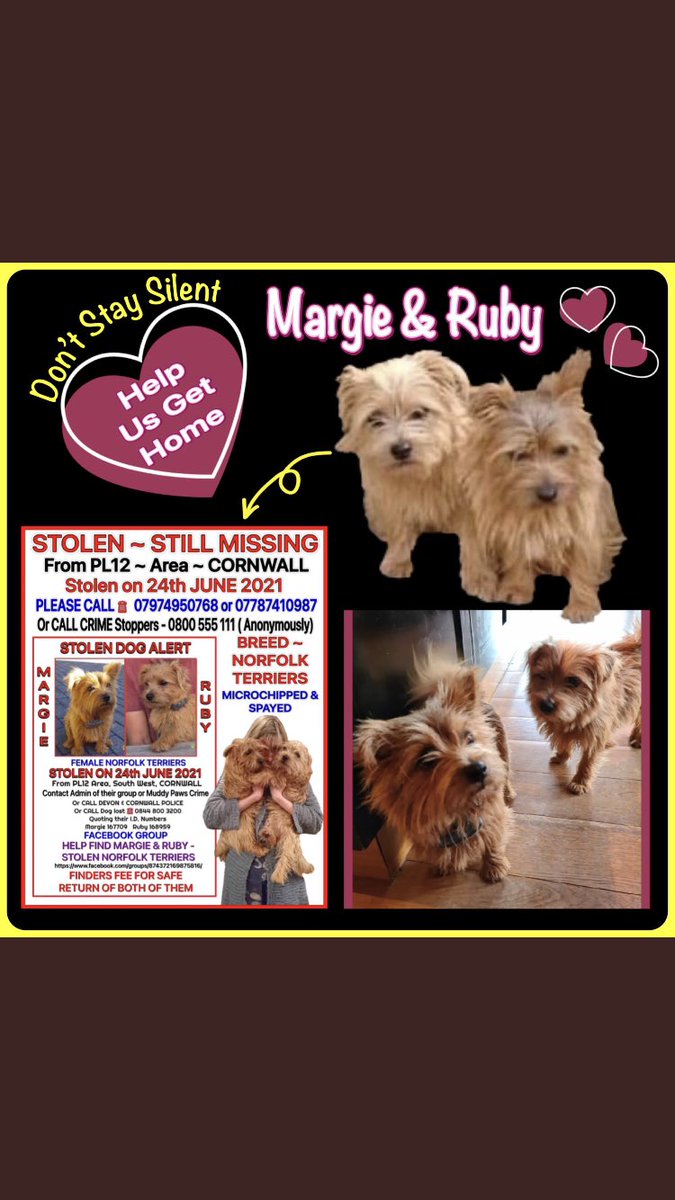 #StolenMargieandRuby

#Stolen 24th June 2021
#PetTheft #TheftByFinding 
#Chipped #Spayed #ScanThatChip 
#NorfolkTerriers #Cornwall #PL12

🙏Help Them Home 🙏

FBK Link
m.facebook.com/groups/8743721…
Twitter
@FindMargieruby 
🙏🙏🙏🕯🙏🙏🙏