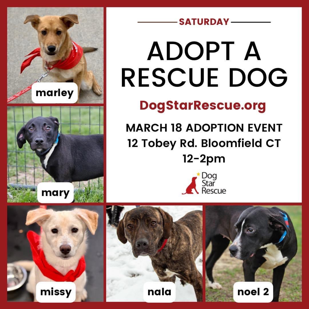 This is our largest adoption event of
2023 so far so arrive on time to meet everyone and be sure to visit our website first to learn about all dogs, apply and read our FAQS.

✅ From 12-2PM @ 12 TOBEY RD BLOOMFIELD CT
#dog #bloomfieldct #adoption #rescue
