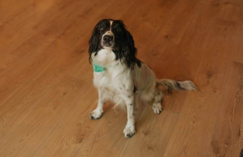 It's time to meet our Amazing Mascot Team!.
The team consists of:
1st Pic - The Amazing Llamas! 
2nd Pic - Kermit Trio
3rd Pic - My Sustainable Pony
4th Pic - Lady the Dog (contractually Obliged to include her)

Pop down anytime to see our amazing team!. Mascot or even our staff!