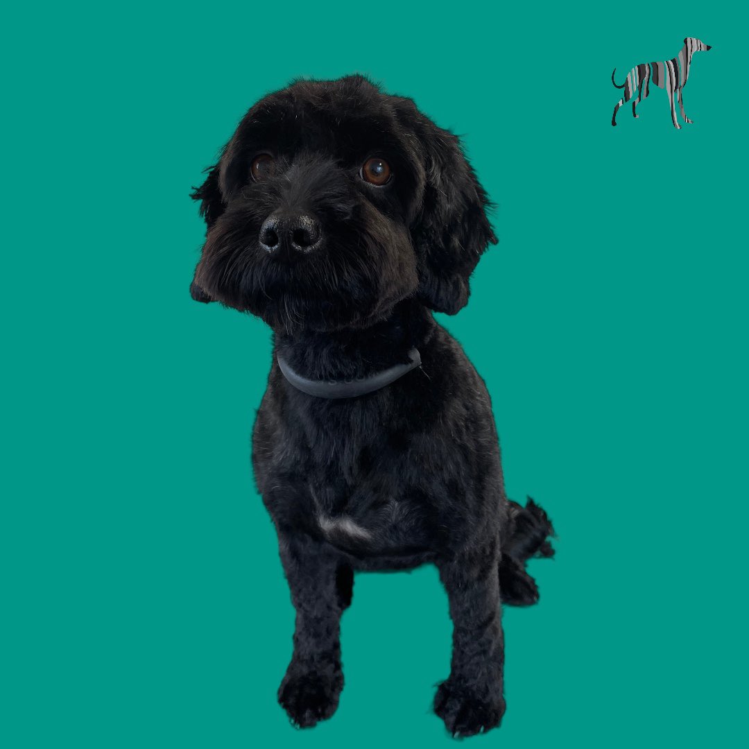 BlenheimandBlue's tweet photo. #blenheimandblue #doggrooming #dogsofinstagram #doggroomer #alfreton #matlock #crich #dog #doglover #doglyness #puppy #puppiesofinstagram #pup #dogs2023 https://t.co/48RyPaiyu0