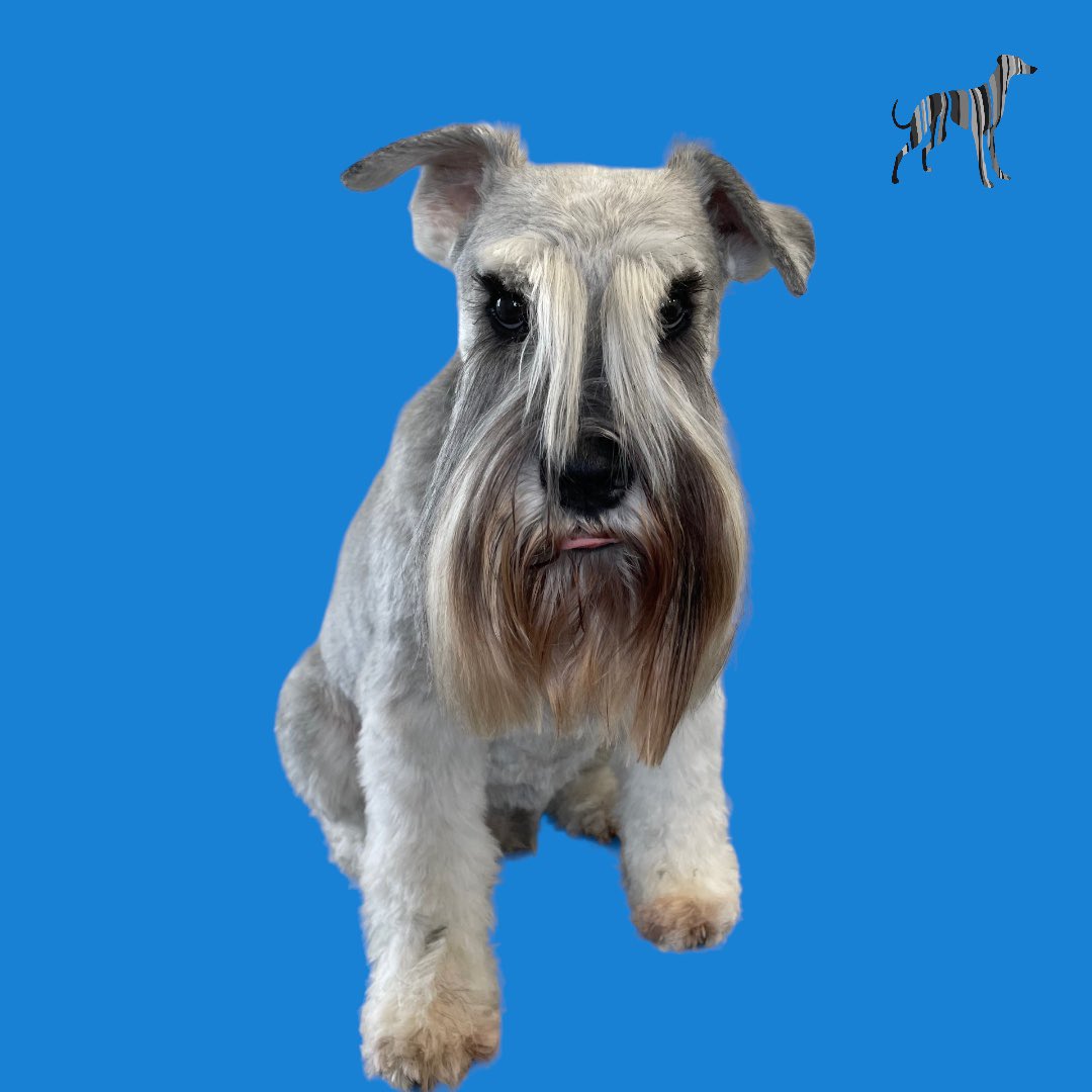 BlenheimandBlue's tweet photo. #blenheimandblue #doggrooming #dogsofinstagram #doggroomer #alfreton #matlock #crich #dog #doglover #doglyness #puppy #puppiesofinstagram #pup #dogs2023 https://t.co/48RyPaiyu0