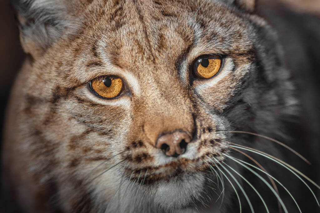 LibeSciences's tweet photo. Exposition : les félins en terrain minet https://t.co/SeW54ZAmxe

Une exposition du Muséum d’histoire naturelle dévoile mercredi les félins et leur vie, à travers une fabuleuse présentation de spécimens naturalisés. La visite rappelle les menaces qui pèsent sur certaines espèces. https://t.co/8RH6WQX6B8