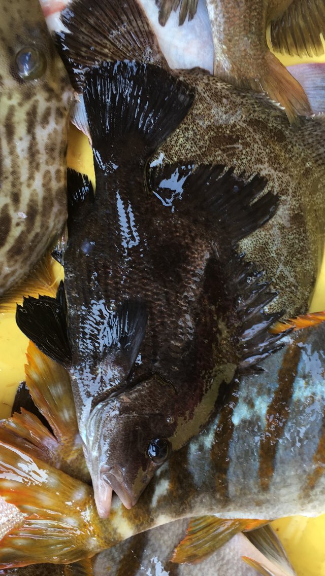 ckloew1's tweet photo. Hey, fishy friends! Who can help identify this warm water fish that has recently started showing in numbers up off Choshi Japan? Another global warming range shift? https://t.co/xKWNjjqFyd