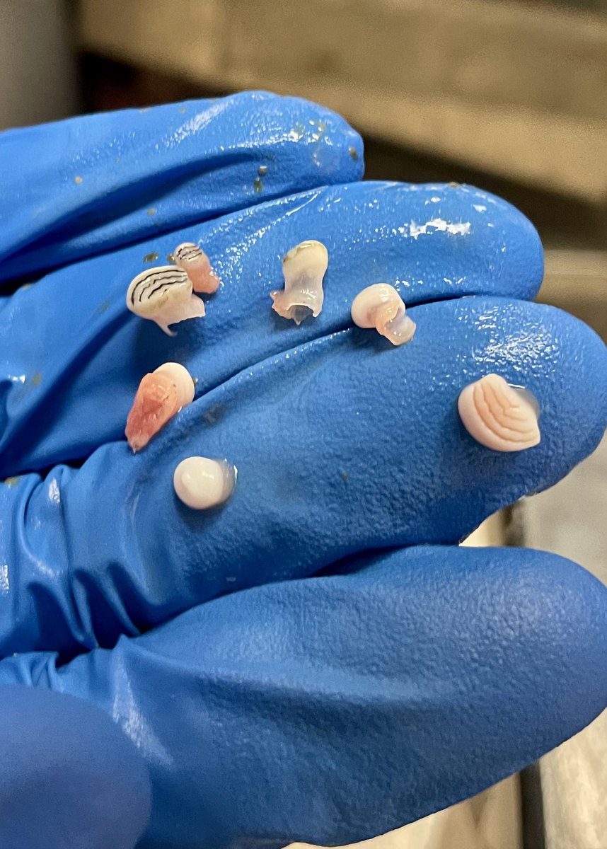 SolomonRDavid's tweet photo. WAIT. CARP have TEETH???!!!

It’s true. Common Carp (and many other fishes) may lack teeth in their mouth, but have pharyngeal teeth in their throat!

These molar-like teeth help crush food items and move food into the gut tract🦷🍽️🐟 #NichollsFish https://t.co/jp7OxyLQZu