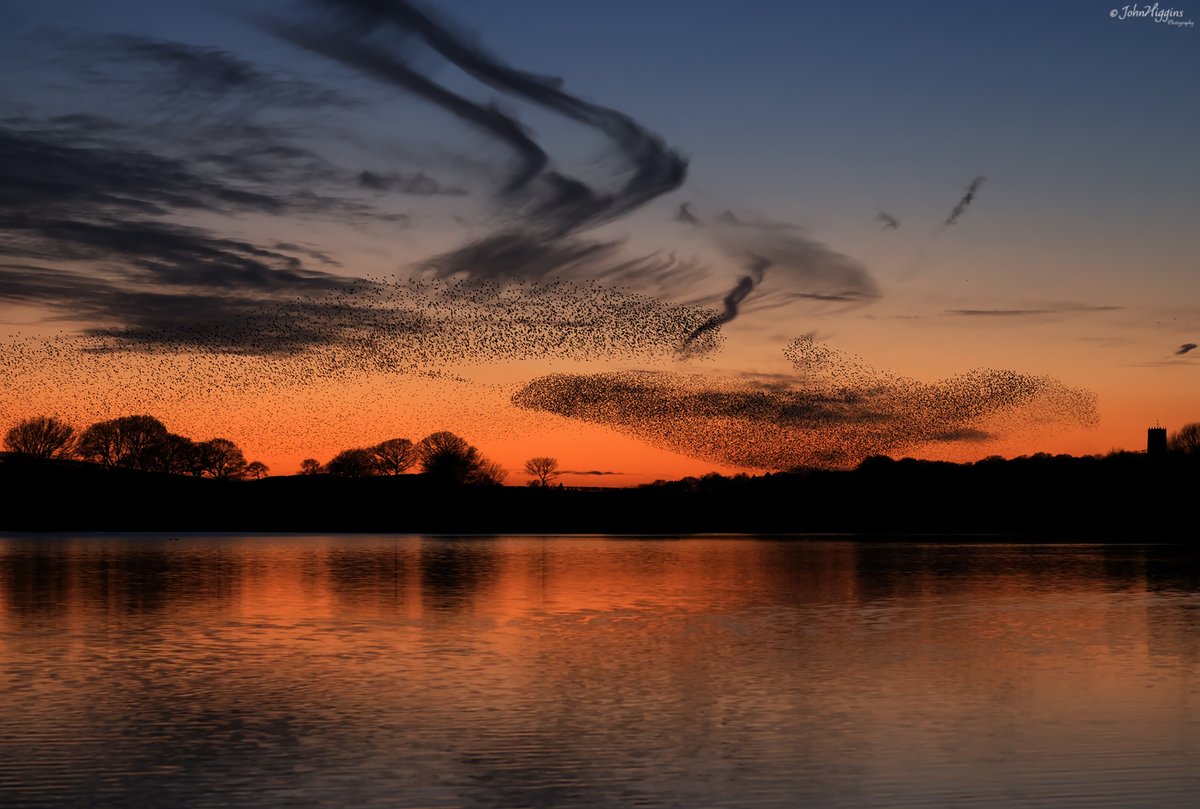 johnhiggins777's tweet image. Murmuration season is nearly over for another Winter. Been tough going this year, but here are a few favs from Cheshire @CheshireWT @WildlifeMag @Natures_Voice @CanonUKandIE @BBCSpringwatch #murmuration #starlings #birdphotography #canonR5 #ThePhotoHour #TwitterNatureCommunity