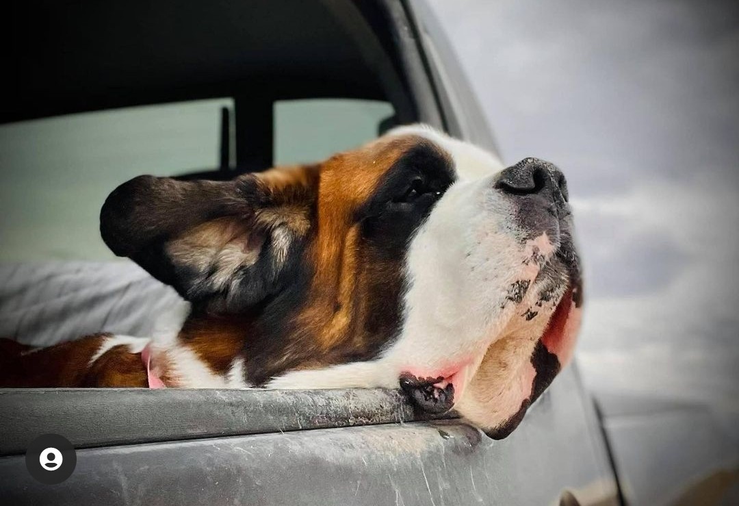 Rob's crow tweet media