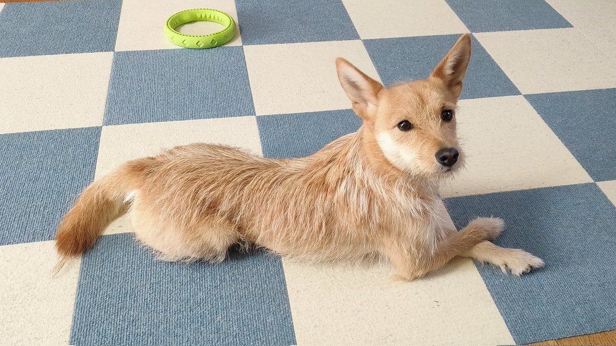 犬ちゃん (@dogchan1010) / Posts / X