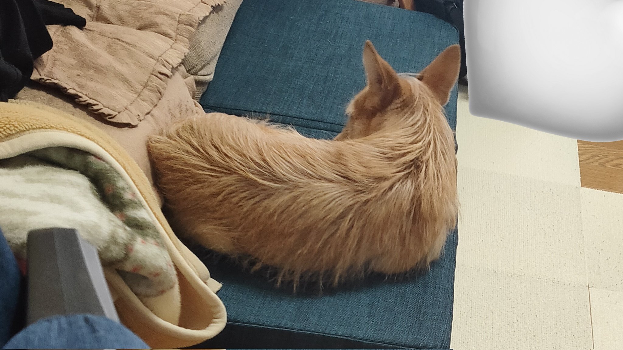 犬ちゃん 犬ちゃん (@dogchan1010) / X