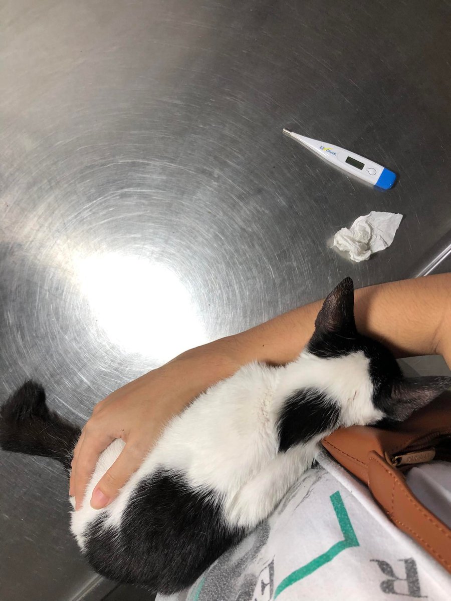 cacafied's tweet photo. Asking for in-kind donations 🙏

Our 6-month old kitten, Miu Miu has been very sick. Naforce-feed pa namin at nabigyan ng antibiotic, but eventually sinuka niya lang. Kaya dinala namin sa vet and recommended nila i-dextrose para di na need kumain for the day.... https://t.co/Ve0wQryYBM