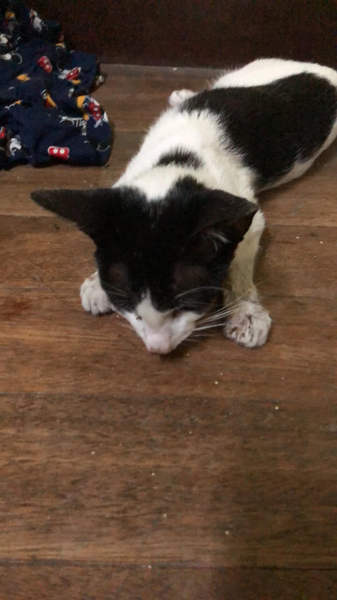 cacafied's tweet photo. Asking for in-kind donations 🙏

Our 6-month old kitten, Miu Miu has been very sick. Naforce-feed pa namin at nabigyan ng antibiotic, but eventually sinuka niya lang. Kaya dinala namin sa vet and recommended nila i-dextrose para di na need kumain for the day.... https://t.co/Ve0wQryYBM