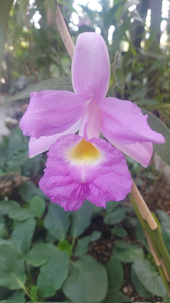 IleanadeMontes's tweet photo. Buenos días, les deseo un hermoso día. https://t.co/ep2aUm3qvA