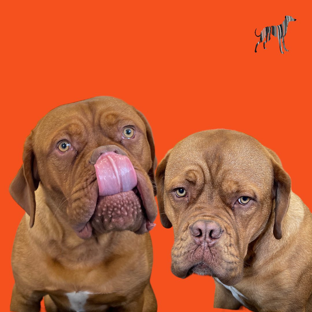 BlenheimandBlue's tweet photo. #DoubleTrouble #blenheimandblue #doggrooming #dogsofinstagram #doggroomer #alfreton #matlock #crich #dog #doglover #doglyness #puppy #puppiesofinstagram #pup https://t.co/UQt4Ths8oc