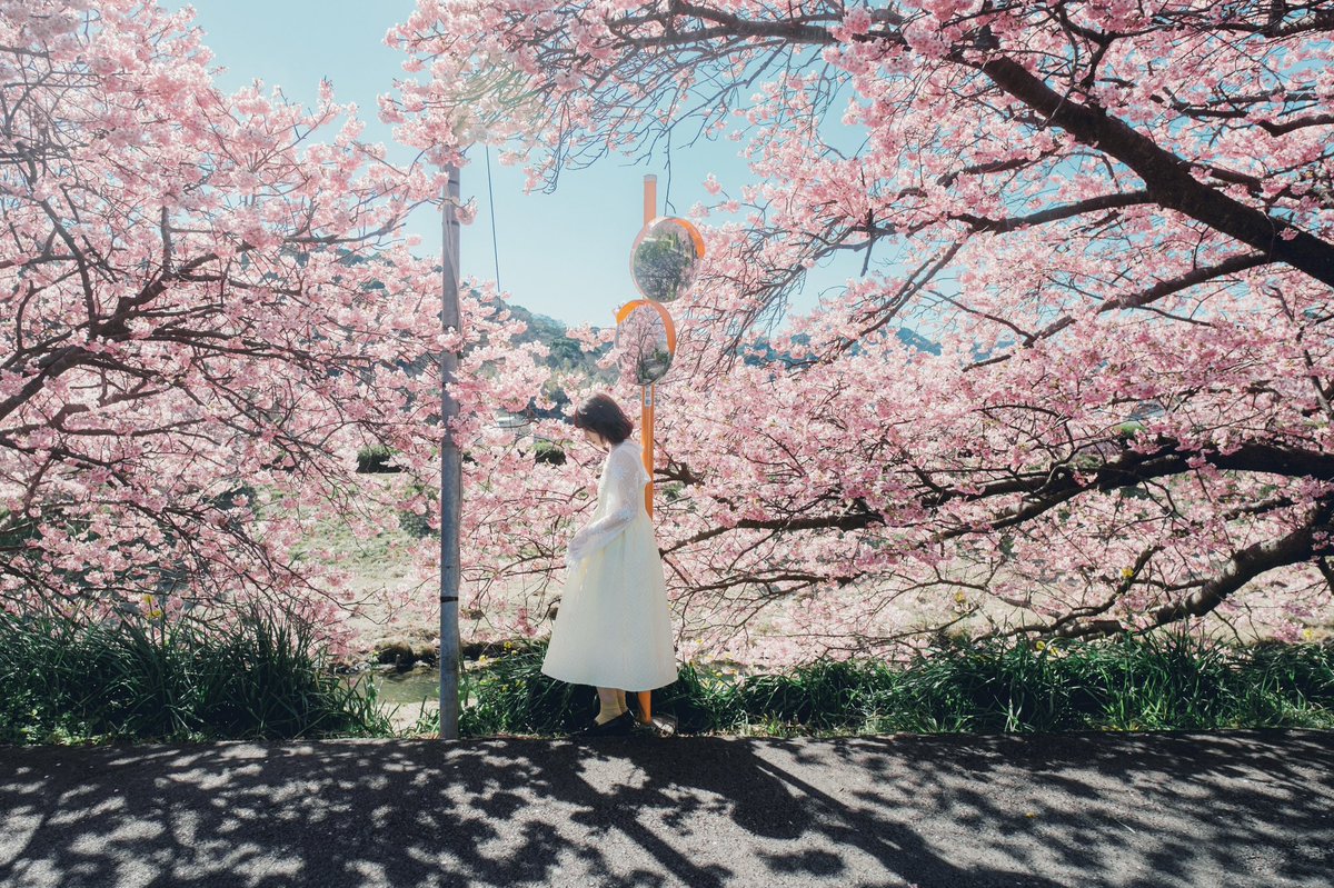 yasuhiro_ka's tweet photo. 桜の下の約束 https://t.co/d8McdXQEYp