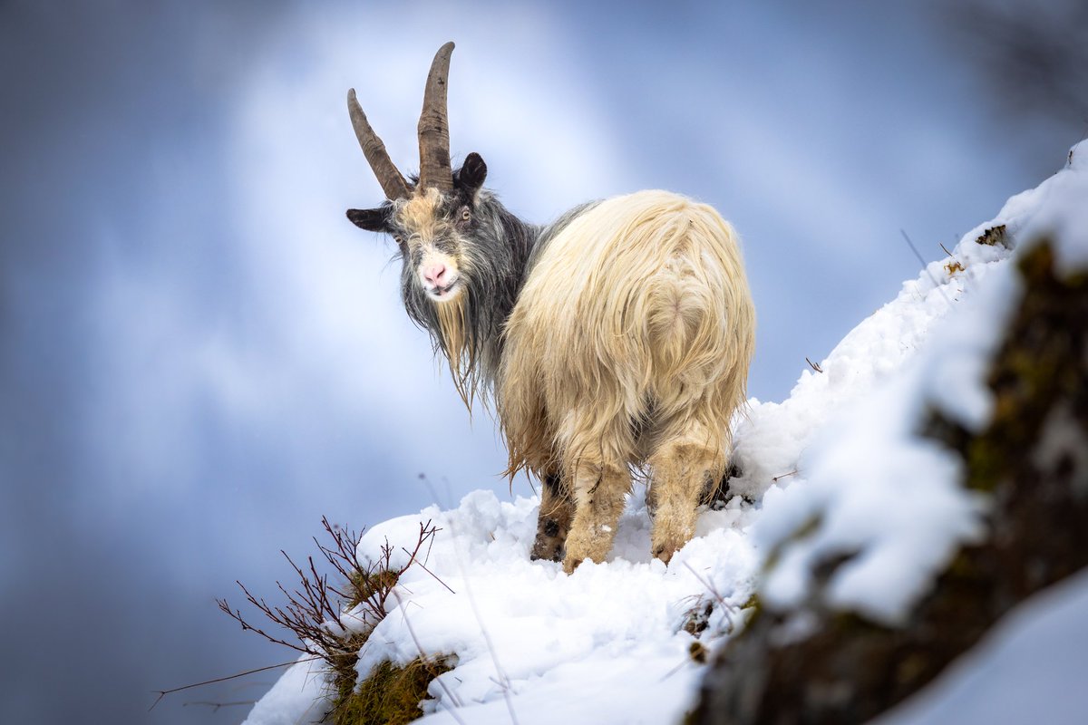 Orm_666's tweet photo. The Norwegian state are planning the murder of 140 wild goats that live in Høyanger. They escaped a farm in 1930 and have been living, free since then. We have to protest this !!

 🖤🐏#geit
#goats #wildgoats #norway #justiceforthegoats 🐐

https://t.co/iiR0LUKPFn https://t.co/nWwi6dLsPZ