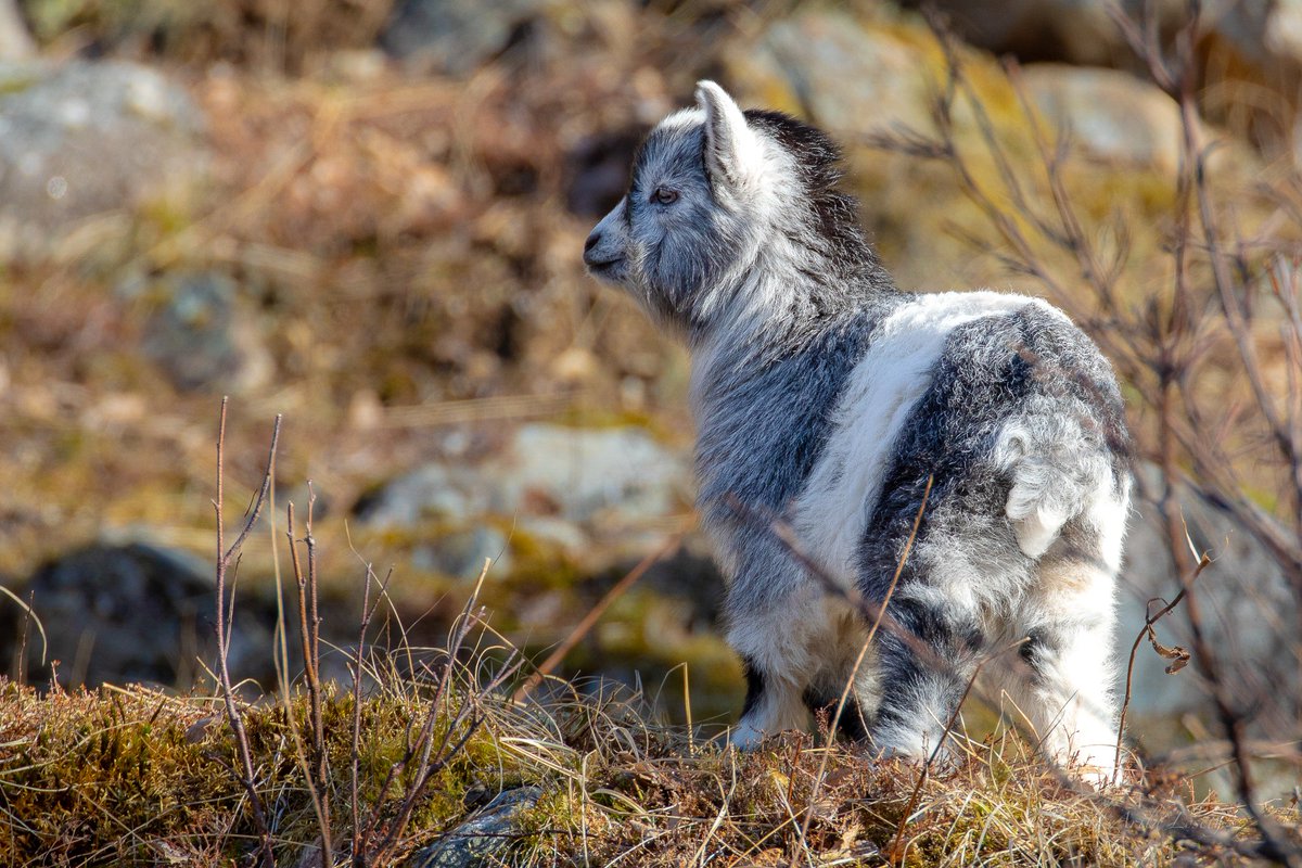 Orm_666's tweet photo. The Norwegian state are planning the murder of 140 wild goats that live in Høyanger. They escaped a farm in 1930 and have been living, free since then. We have to protest this !!

 🖤🐏#geit
#goats #wildgoats #norway #justiceforthegoats 🐐

https://t.co/iiR0LUKPFn https://t.co/nWwi6dLsPZ