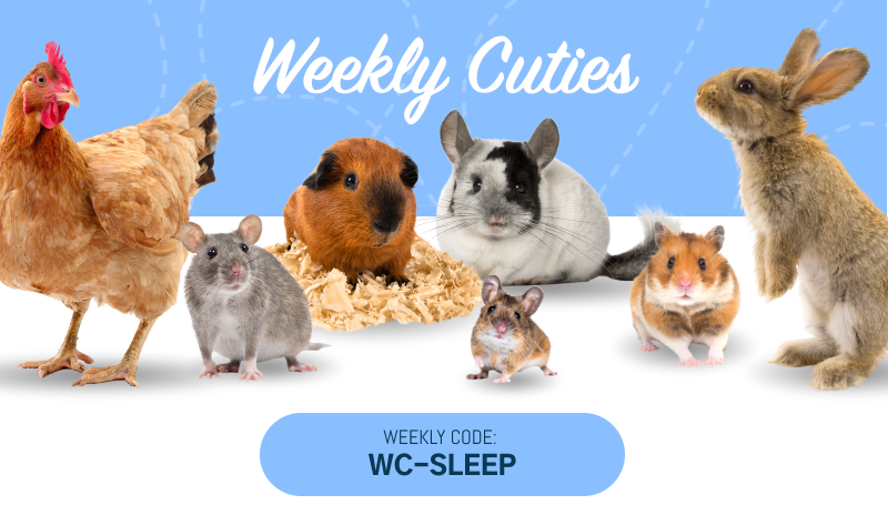 World Sleep Day honors that daily need to recharge our batteries with a little shut eye. So, enjoy a nap, cuddle with your cutie, or turn off your alarm and sleep as long as you can.

smallpetselect.com/weekly-cuties-… 

#smallpetselect #sleepday #freeshipping #seethecuties #takeanap