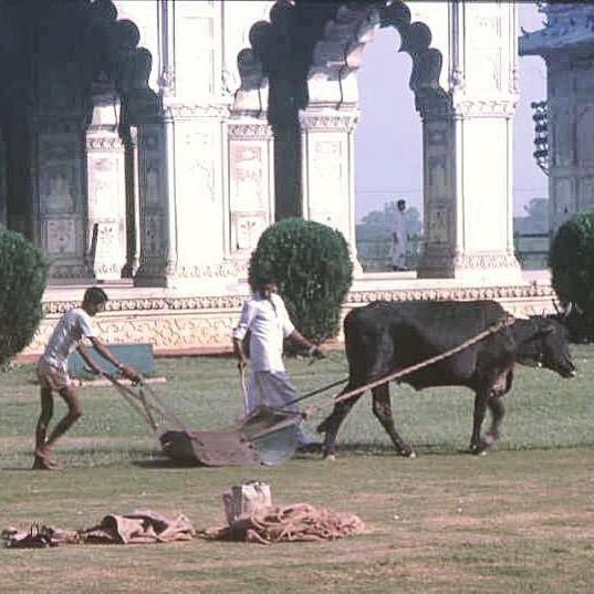 CranwellBob's tweet image. Giving the lawn a trim. At the #itmaduddaulah a famous scheduled monument in #agra 
In one view a marvellous example of making do and mending. On the other hand #underemployment makes lots of jobs which barely pay but have government security. #questionstoask #amateuremigrant