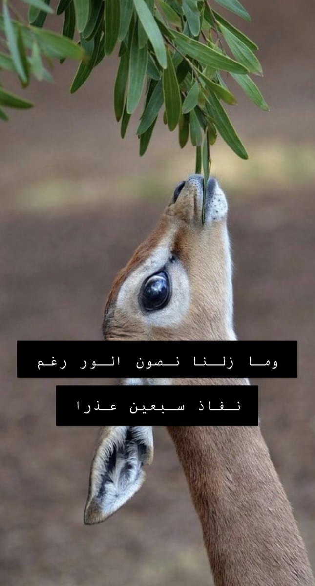 LabidiNaila tweet picture