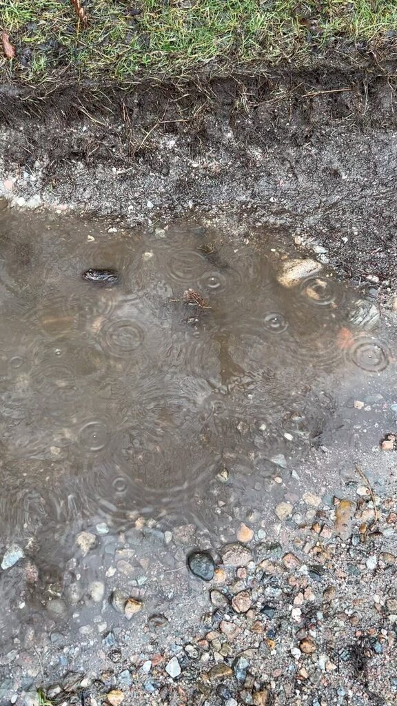 corranlight's tweet image. Frogs doing their thing in the puddles in Ariundle.
.
#frogs #spawning #ariundle #highlands #scotland instagr.am/reel/Cp7glyNN6…