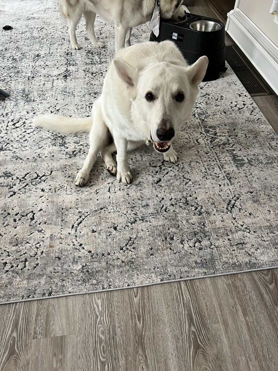 GoodBoyJet's tweet photo. JUST ATE https://t.co/P4n8X6hOO2