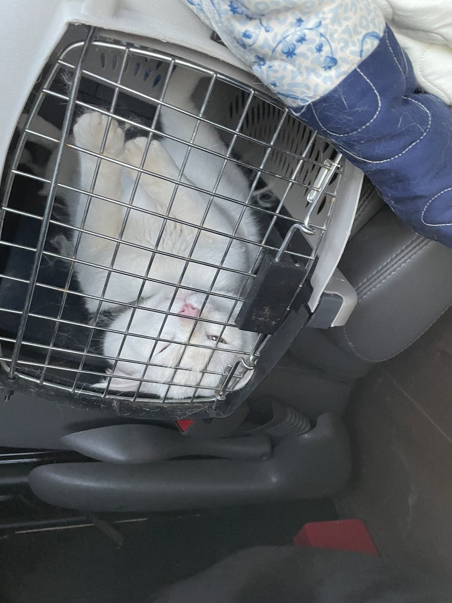 clique_cast's tweet photo. The move is going well so far!
Espion kept screaming to get out so we compromised and I let him out -m https://t.co/7mflpoYai2