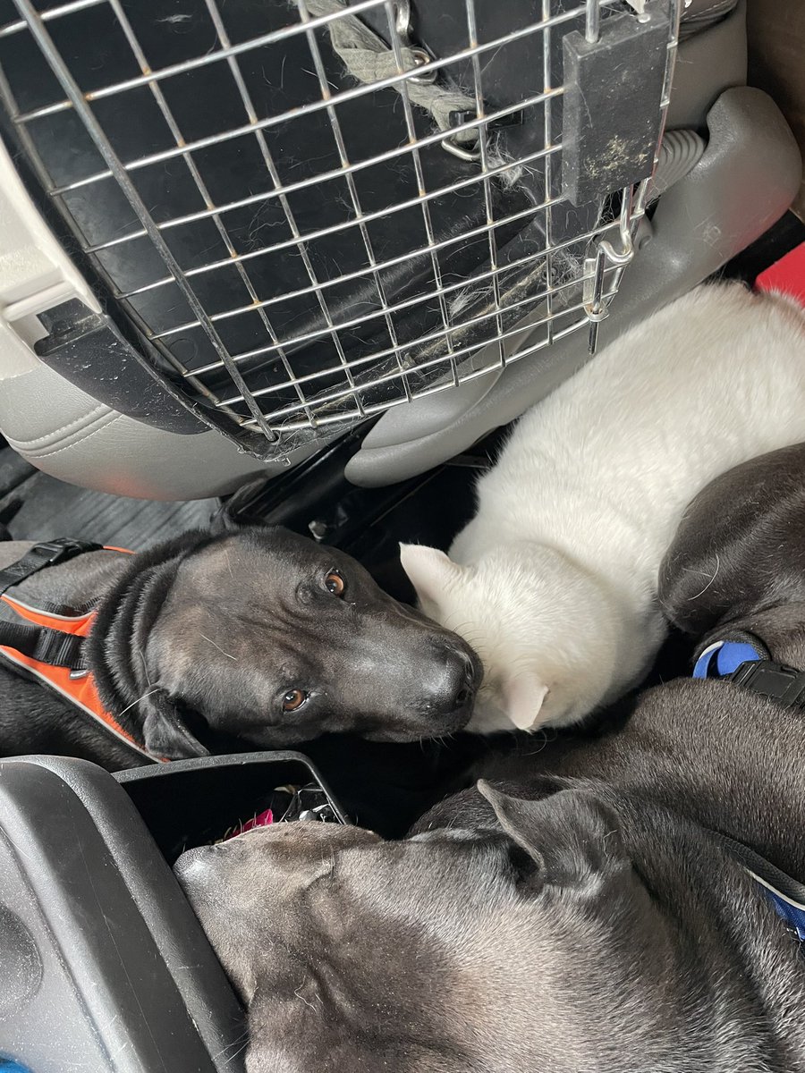 clique_cast's tweet photo. The move is going well so far!
Espion kept screaming to get out so we compromised and I let him out -m https://t.co/7mflpoYai2