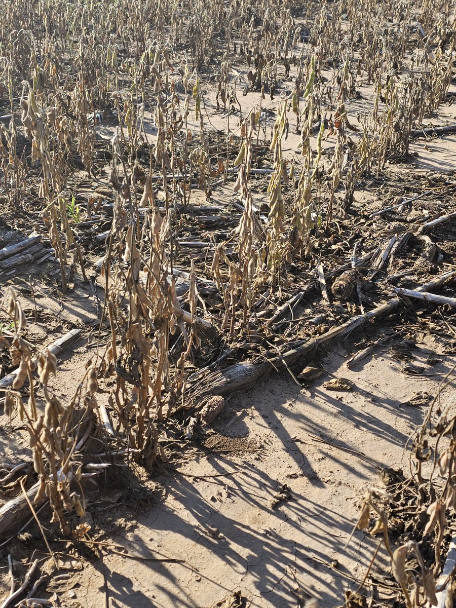 gajoderama's tweet photo. Soja sobre maíz. 9 qq/ha, 20% del rinde proyectado a la siembra. 60% de grano verde dañado por helada. Pero lo mismo me castigan con 33% de Derechos de Exportación más diferencial cambiario. Además pago anticipos de ganancias aún con semejantes pérdidas. Gobierno perverso! https://t.co/jGYr1FktKd